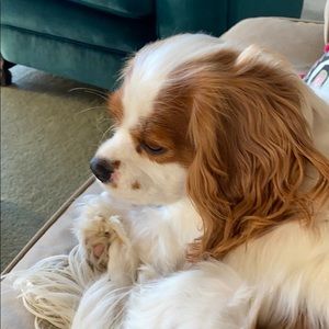 Meet your Posher, Susan